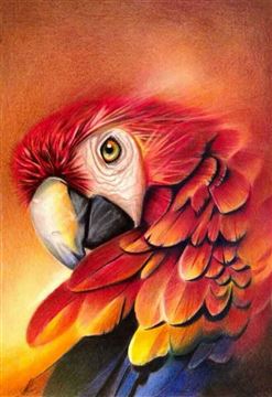 Картина по номерам на холсте 50х40 Красный попугай КН5040191